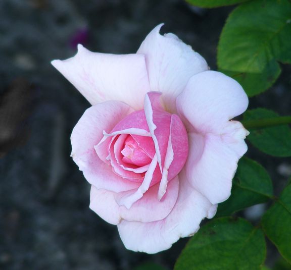 Country Music photo cm2013_07120012_zpsf28fb148.jpg